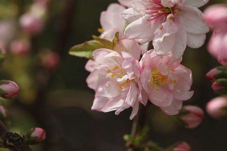 粉花重瓣麥李