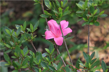 杜鵑花