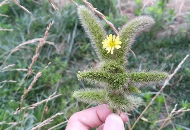 狗尾巴草