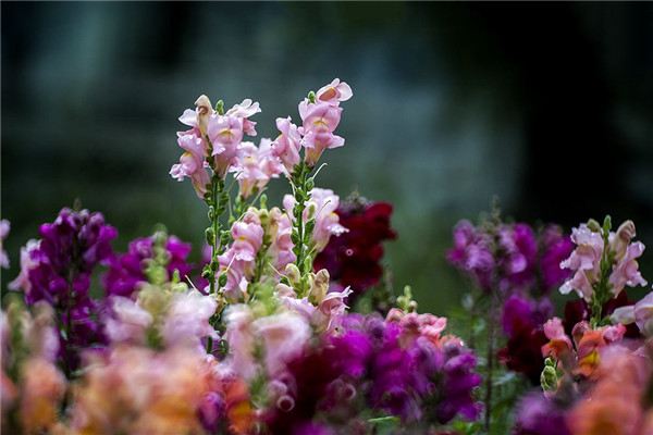 冬季養(yǎng)花什么時(shí)候澆水