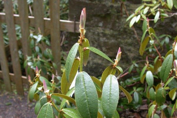 茶花杜鵑的養(yǎng)護方法及注意事項