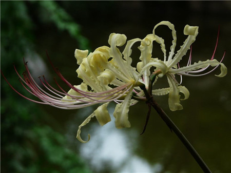 白花石蒜養(yǎng)殖方法