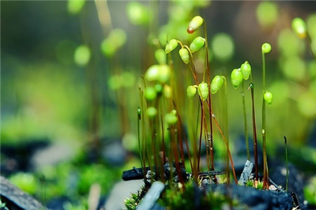 養(yǎng)殖苔蘚微景觀的方法