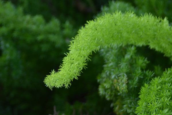 那些疑似來自非洲的花花