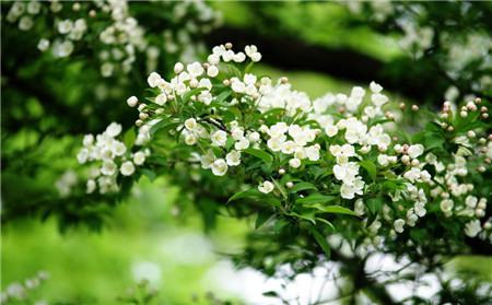 橘皮水澆花方式