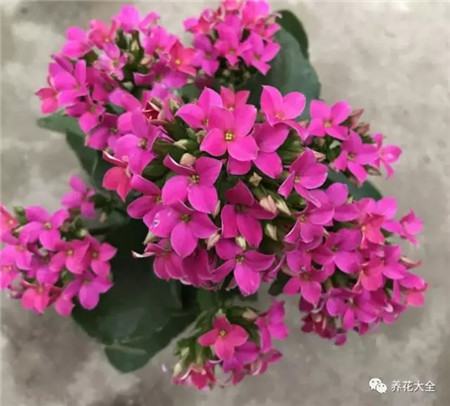 長壽花