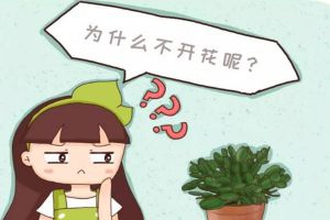 梔子君子蘭……3年不開花？不做這1點(diǎn)，別想開花！