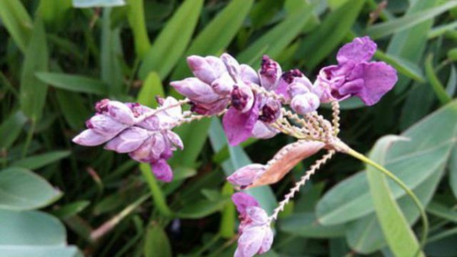 再力花與梭魚草的區(qū)別