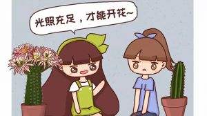 他家的仙人球開花100朵，你家的還在裝死？到底為啥？