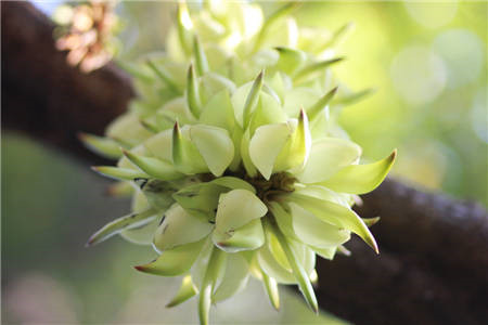 禾雀花開花圖片欣賞