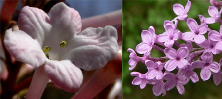 香莢蒾和丁香花的花瓣區(qū)別