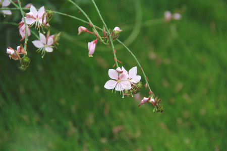 千鳥花的養(yǎng)殖方法