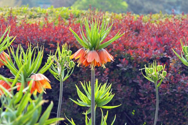 花貝母什么時候開花