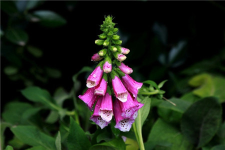 洋地黃開(kāi)花施肥