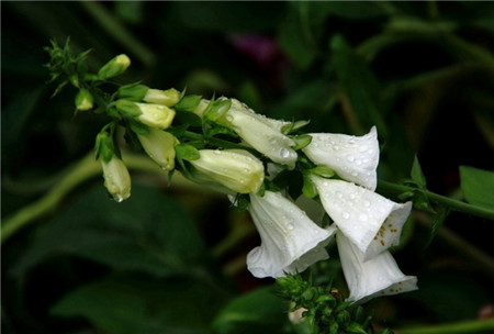 洋地黃開(kāi)花的光照