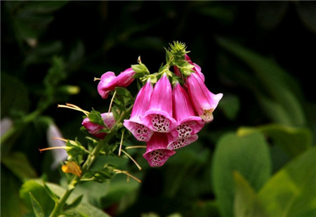 洋地黃開(kāi)花的溫度