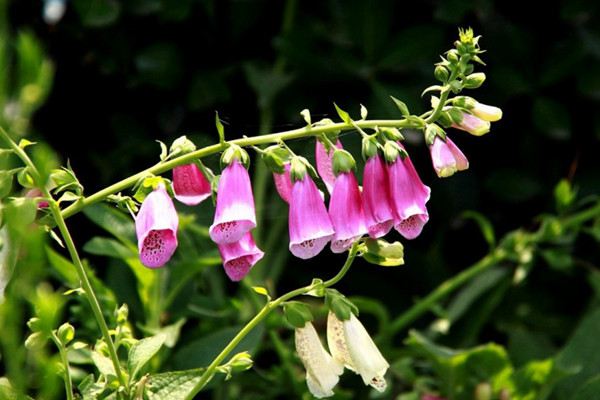 洋地黃開(kāi)花要注意什么