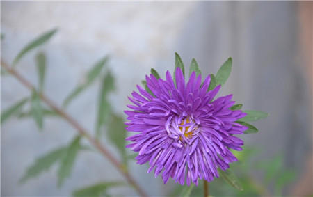 翠菊開花欣賞