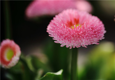 翠菊開花欣賞