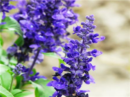 藍花鼠尾草開花欣賞