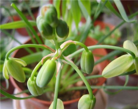 彈簧草開(kāi)花圖片欣賞