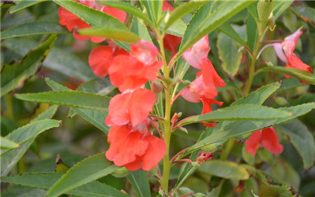 鳳仙花開花之美