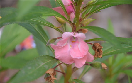 鳳仙花開花欣賞