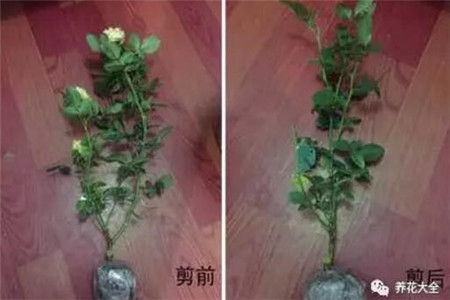 修剪植株