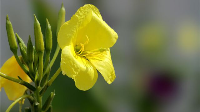 夜來香的養(yǎng)殖方法和注意事項