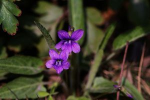 紫花地丁什么時(shí)候開(kāi)花