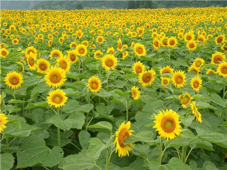 向日葵什么時(shí)候開花