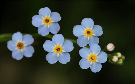 勿忘我開(kāi)花圖片欣賞