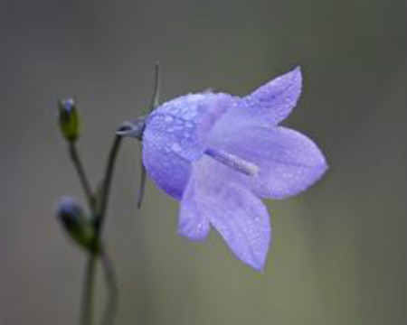 風鈴草