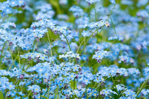 勿忘我什么時(shí)候開(kāi)花