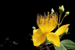 金絲梅什么時(shí)候開(kāi)花