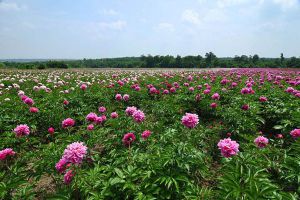 芍藥如何延長(zhǎng)花期