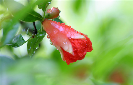 石榴花開花圖片欣賞