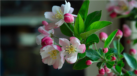 西府海棠開(kāi)花圖片欣賞