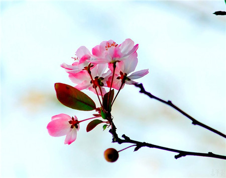 西府海棠開(kāi)花圖片欣賞