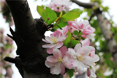 西府海棠開(kāi)花圖片欣賞