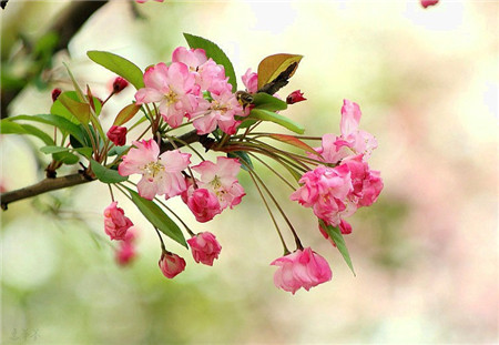 西府海棠開(kāi)花圖片欣賞