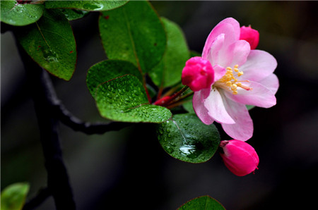 西府海棠開(kāi)花圖片欣賞