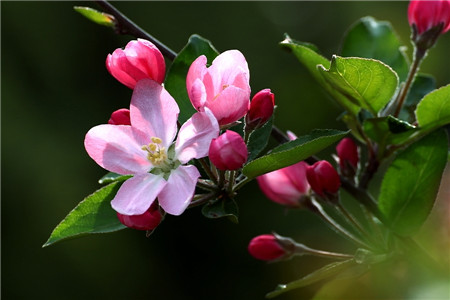 西府海棠開(kāi)花圖片欣賞