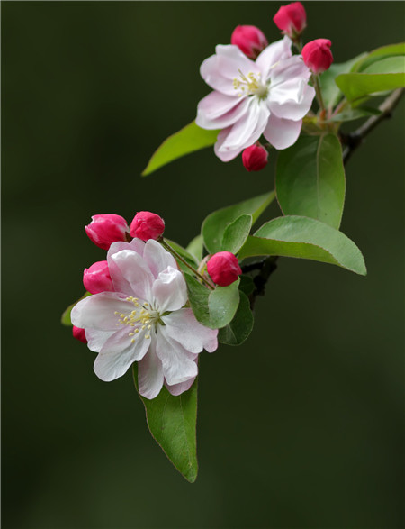 西府海棠開(kāi)花圖片欣賞