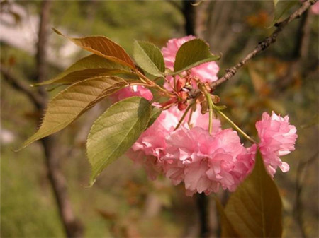 日本晚櫻開(kāi)花圖片欣賞