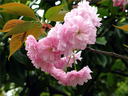 日本晚櫻開(kāi)花圖片欣賞