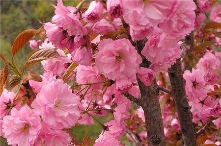 日本晚櫻開(kāi)花圖片欣賞