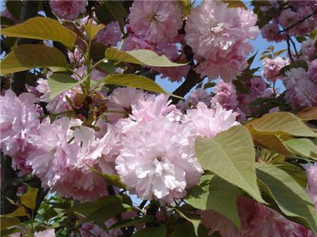 日本晚櫻開(kāi)花圖片欣賞