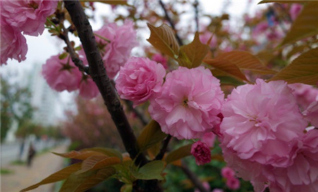 日本晚櫻開(kāi)花圖片欣賞