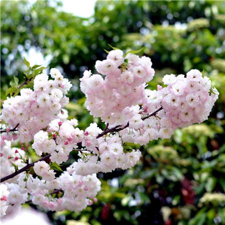 日本晚櫻開(kāi)花圖片欣賞